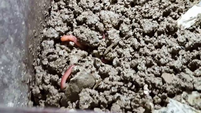 Dazdovkovy inkubator смотреть онлайн