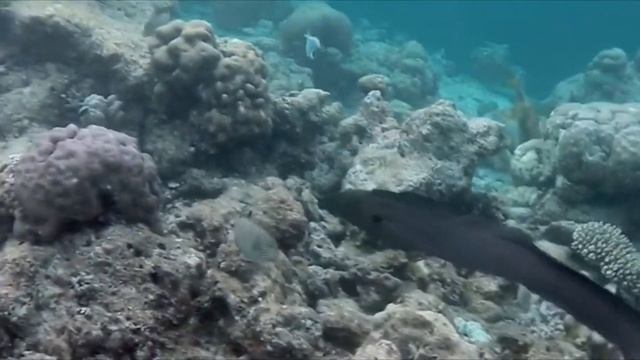 Остров Виламенду на Мальдивах. Самый лучший и дорогой резорт на Мальдивах! VILAMENDHOO ISLAND RESOR