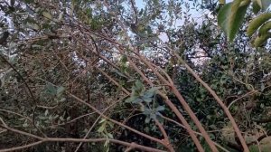 Дом в Грузии. Часть 17. Фейхоа в нашем саду