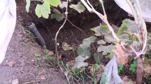 ПОДГОТОВКА ВИНОГРАДА К ЗИМОВКЕ В ТЕПЛИЦЕ. СЕВЕРНЫЙ ВИНОГРАДНИК. ПОЛИКАРБОНАТНАЯ ТЕПЛИЦА