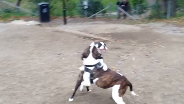 Bilbo the Boston Terrier vs Bubba the English Bull Terrier смотреть онлайн