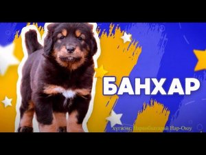 Банхар / Мүнгэн хонхонууд