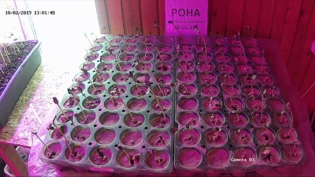 Проверка на всхожесть. Семена подсолнечника Рона под Гранстар.