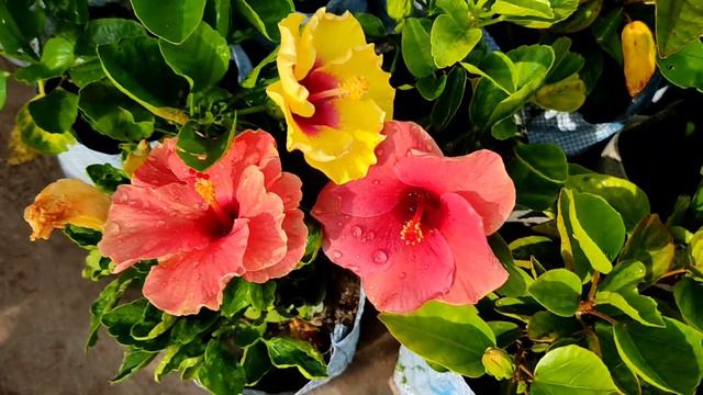 West Bengal Largest Flower Plants Market In Kolkata || Winter Season Flower Plants