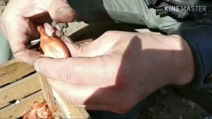 Разделяем лук ( кушевка ) перед посадкой. Лук, кущевка, сосулька, бананка!!!