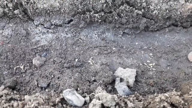 Майские посадки свеклы укропа моркови пучковым способом зелени и лука с бархатцами смотреть онлайн