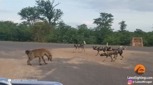 Посмотрите, Как Рысь Защищает Своих Детенышей