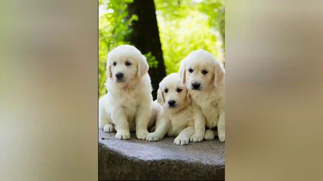 we look at cute dogs to the music смотрим на милых собачек под музыку