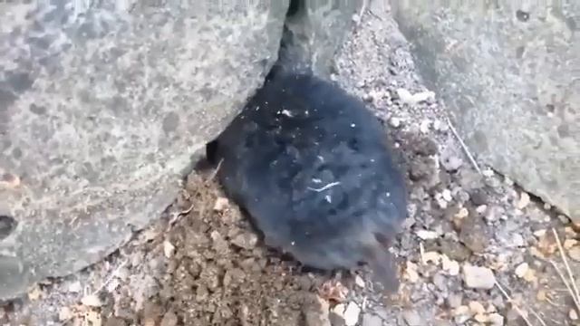 Мое Первое и Увлекательное знакомство с Кротом. смотреть онлайн