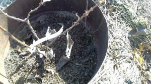 Жимолость осенью/ готовится в зиму