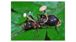 Омниасофия. Предтечи.