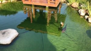 Правильная фильтрация замкнутого водоема