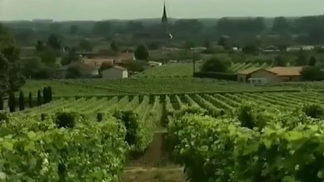 Плесень и Масло, уничтожающее черную плесень полностью