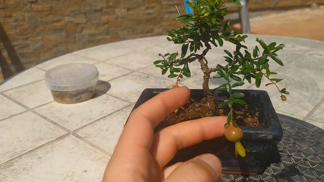 Бонсай из карликового граната нана. Выращивание граната в домашних условиях
