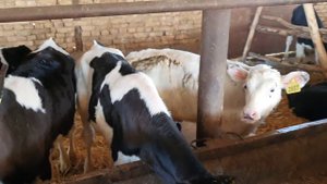 BUZOQCHALAR GOLSHTEN BOQISH SIRLARI 1 VA 4 OYLIK.