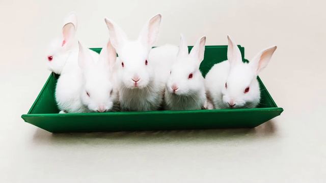 Кроличья ферма «Юхнов-Крол» смотреть онлайн