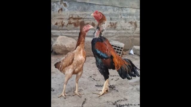 TOP 45 THE BEST INDIAN ROOSTERS-Индийские петухи-印度公雞-Hind xoruz смотреть онлайн