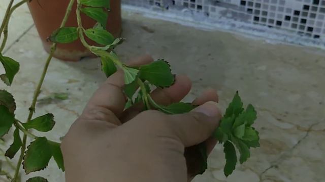 Stevia plant,s benifit and propagation смотреть онлайн