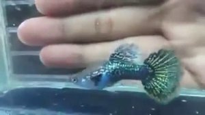 гуппи голубой дракон