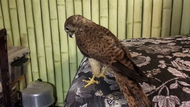 Забавы сокола, или чем бы ещё заняться, лишь бы не спать? Помесь сокола и совы!) смотреть онлайн