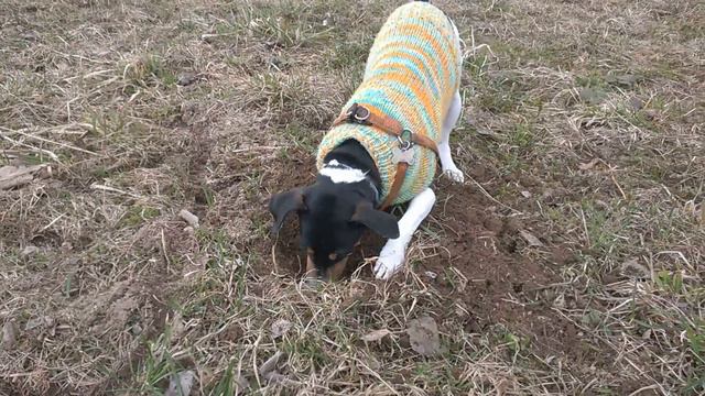 Джек рассел терьер охотится в поле на мышей и кротов смотреть онлайн