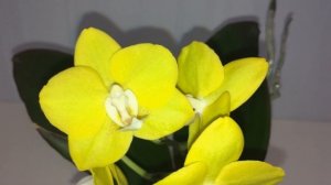 Phal. Sogo Meili AJ 1751. Орхидея Сого Мейли. Азиатская орхидея.