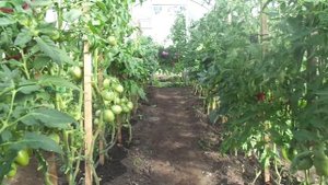 НЕ ЗАКРЫВАЙТЕ ДВЕРИ ТЕПЛИЦ С ТОМАТАМИ, НЕ ПОВЫШАЙТЕ В НИХ ВЛАЖНОСТЬ! Ольга Чернова.