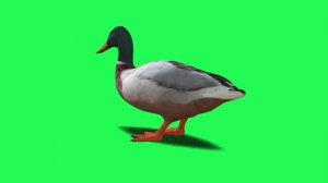 УТКА GREEN SCREEN ФУТАЖ. ХРОМАКЕЙ АНИМАЦИЯ УТКА НА ЗЕЛЁНОМ ЭКРАНЕ.