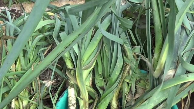 Лук порей,уборка. смотреть онлайн