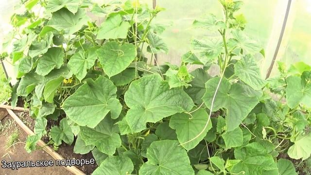 Чеснок и картошка Голландским методом в нашем огороде  Деревенская жизнь Зауральского подворья