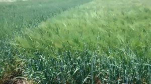 Яровой ячмень, сорт Вакула