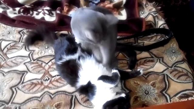 Кот ухаживает за кошкой смотреть онлайн