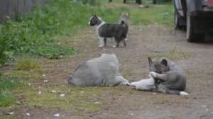 щенки играют