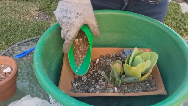 Regalo para Mamá/ Arreglo Suculento/ Día de la madre en México / Any Grc