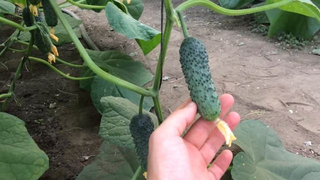 MONEYFEST F1 смотреть онлайн