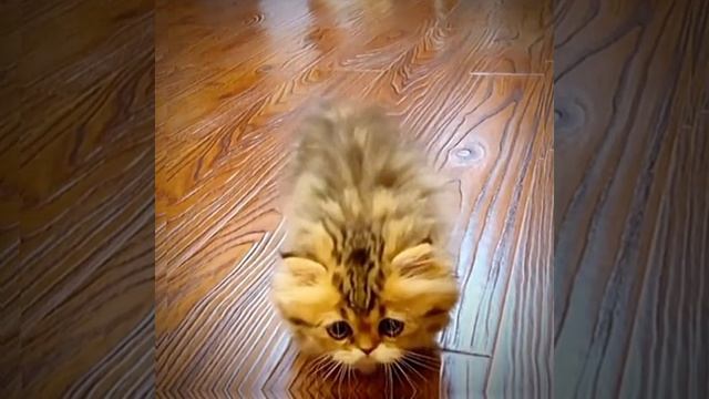 СМОТРИ И СМЕЙСЯ смотреть онлайн