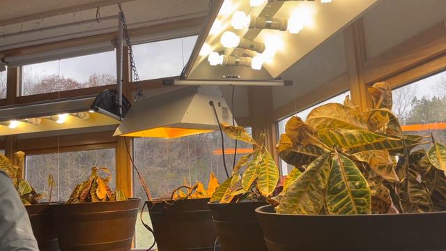 Croton Humidity Experiment смотреть онлайн