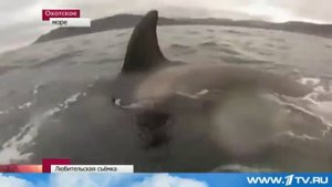 Редкие кадры: Стая касаток провожает рыбаков в Охотском море