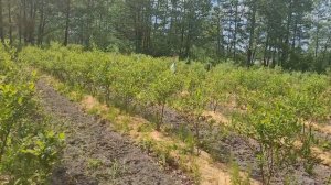 0.6.062021взрослая плантация голубики.урожайность взрослых кустов