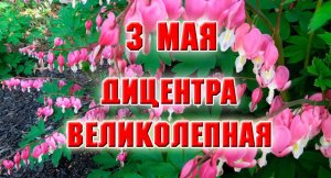 3 мая. Выкопала Дицентру и пришла в ужас...