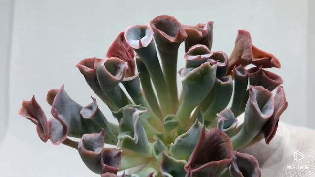 Echeveria Trumpet Pinky (Y) смотреть онлайн