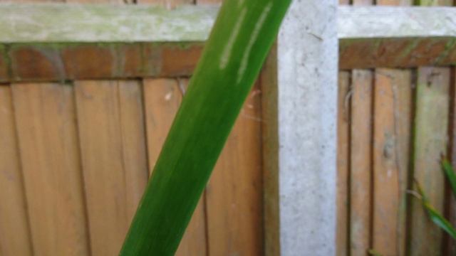 Giant exotic Hercules Calla lily close up in our exotic tropical looking garden 🌴 смотреть онлайн