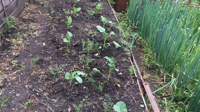 Дача,куры,цыплята.Внучке Алисе 3 года смотреть онлайн