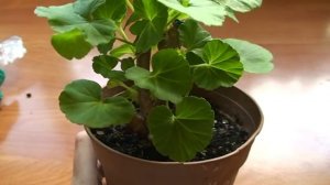 Маточник пеларгонии. Маточное растение. Обрастающий маточник пеларгонии.