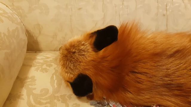 Lisa Alicji. Historia innej Alicj / Алиса лиса. История другой Алисы. смотреть онлайн