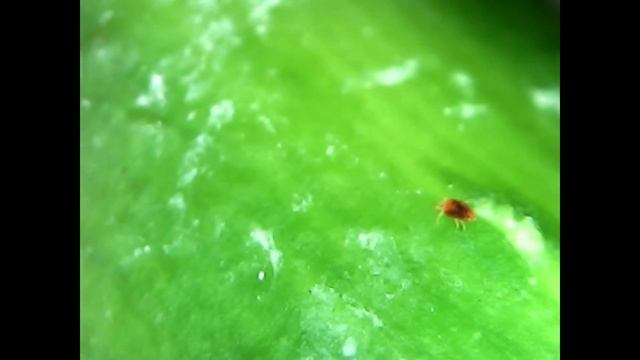 Красный паутинный клещ под микроскопом смотреть онлайн