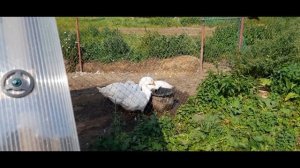 Табак сорт "Кубинский". почти немое кино
