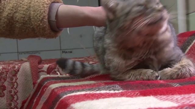Утренний эфир / Приют для бездомных животных: активный кот Бакс ищет дом