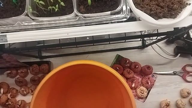 Распаковка, осмотр, обработка розовых гладиолусов Nightmare из ИМ смотреть онлайн