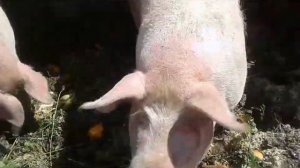 ОБЗОР. БЫСТРЫЙ ОТКОРМ СВИНЕЙ/Small farm